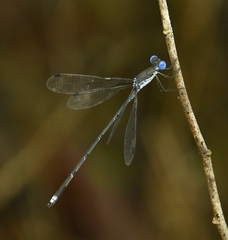 Lestes malabaricus