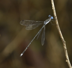 Lestes malabaricus