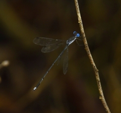 Lestes malabaricus