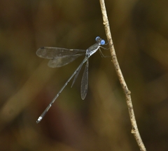 Lestes malabaricus