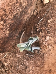 Pseudogaltonia liliiflora