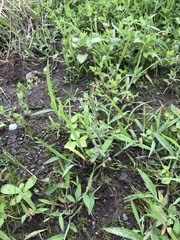 Gamochaeta pensylvanica