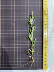 Gamochaeta pensylvanica