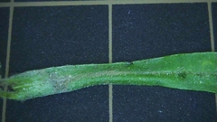 Gamochaeta pensylvanica