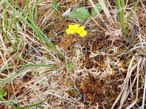 Image of Draba ogilviensis by no rights reserved