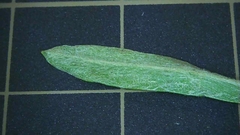 Gamochaeta pensylvanica