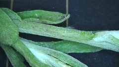 Gamochaeta pensylvanica