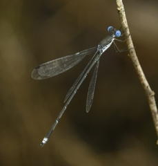 Lestes malabaricus