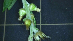 Gamochaeta pensylvanica