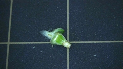 Gamochaeta pensylvanica