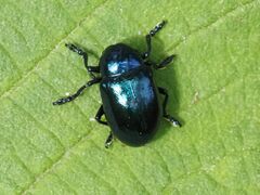 Chrysochus asclepiadeus