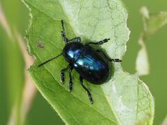 Chrysochus asclepiadeus