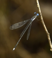 Lestes malabaricus