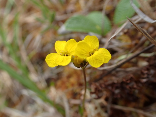 Image of Draba ogilviensis by no rights reserved