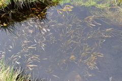 Potamogeton alpinus