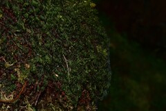 Hymenophyllum wilsonii