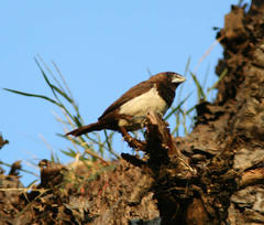 Lonchura leucogastroides