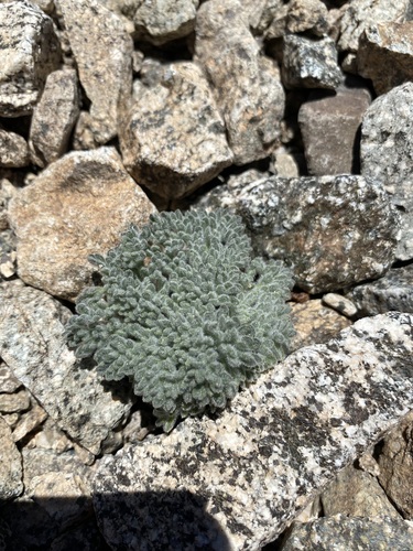 Image of Oreonana vestita by (c) Aaron H, some rights reserved (CC BY)