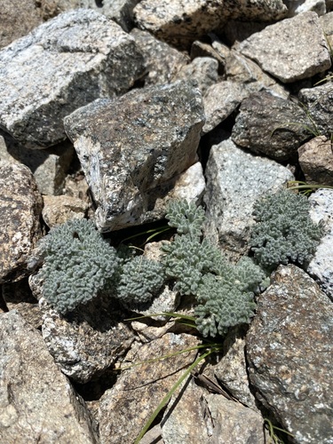 Image of Oreonana vestita by (c) Aaron H, some rights reserved (CC BY)
