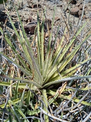 Hechtia glomerata