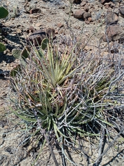 Hechtia glomerata