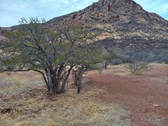 Forchhammeria watsonii