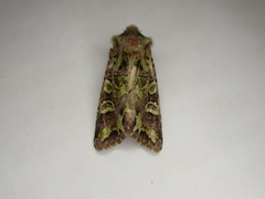 Ichneutica chlorodonta