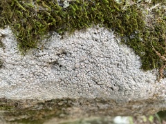 Lecanoromycetes