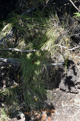 Scleria mackaviensis