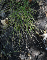 Scleria mackaviensis