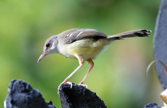 Prinia familiaris
