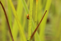 Candezea irregularis