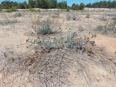 Astragalus sericeocanus