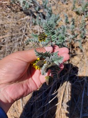 Astragalus sericeocanus