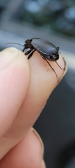 Pterostichus crenicollis