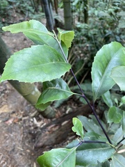 Helicia rengetiensis
