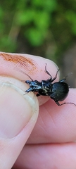 Pterostichus crenicollis