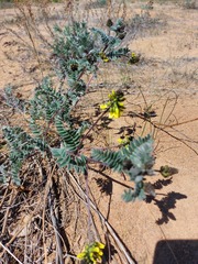 Astragalus sericeocanus