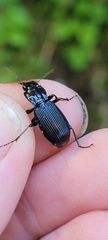 Pterostichus crenicollis