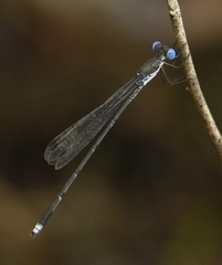 Lestes malabaricus