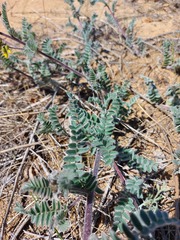 Astragalus sericeocanus