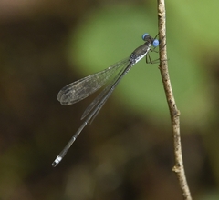 Lestes malabaricus