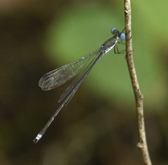 Lestes malabaricus