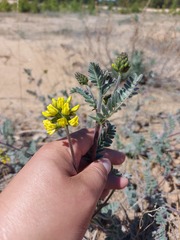 Astragalus sericeocanus