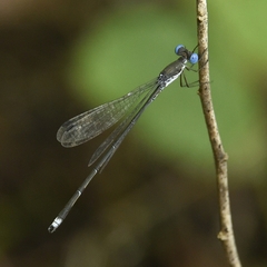 Lestes malabaricus