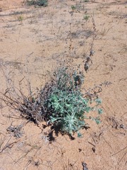 Artemisia ledebouriana