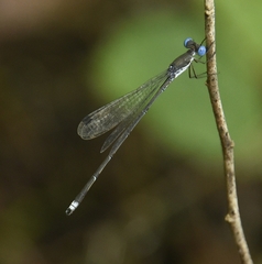 Lestes malabaricus