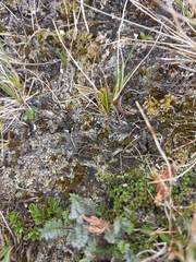 Epipodisma pedemontana