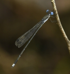 Lestes malabaricus
