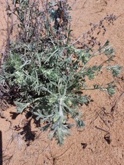 Artemisia ledebouriana